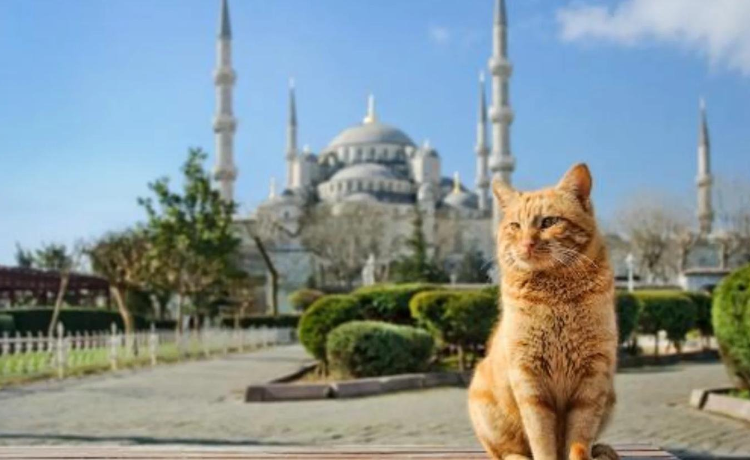 Пять городов мира, где особенно любят животных